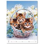 Nástěnný kalendář 2026 - Kittens/Katzenbabys/Koťátka/Mačičky