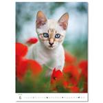 Nástěnný kalendář 2026 - Kittens/Katzenbabys/Koťátka/Mačičky