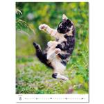 Nástěnný kalendář 2026 - Kittens/Katzenbabys/Koťátka/Mačičky