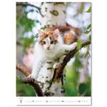 Nástěnný kalendář 2026 - Kittens/Katzenbabys/Koťátka/Mačičky