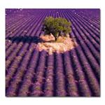 Nástěnný kalendář 2026 Kravata - Provence