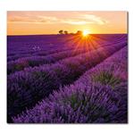 Nástěnný kalendář 2026 Kravata - Provence
