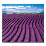 Nástěnný kalendář 2026 Kravata - Provence