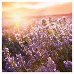 Nástěnný kalendář 2026 Provence
