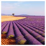 Nástěnný kalendář 2026 Provence
