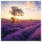 Nástěnný kalendář 2026 Provence