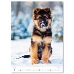 Nástěnný kalendář 2026 - Puppies/Welpen/Štěňátka/Šteniatka