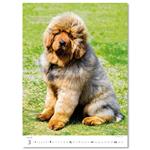 Nástěnný kalendář 2026 - Puppies/Welpen/Štěňátka/Šteniatka