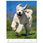 Nástěnný kalendář 2026 - Puppies/Welpen/Štěňátka/Šteniatka