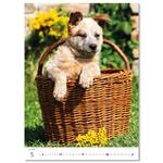 Nástěnný kalendář 2026 - Puppies/Welpen/Štěňátka/Šteniatka