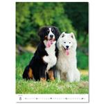 Nástěnný kalendář 2026 - Puppies/Welpen/Štěňátka/Šteniatka
