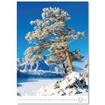 Nástěnný kalendář 2026 - Trees/Bäume/Stromy
