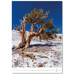 Nástěnný kalendář 2026 - Trees/Bäume/Stromy