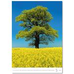 Nástěnný kalendář 2026 - Trees/Bäume/Stromy