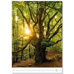 Nástěnný kalendář 2026 - Trees/Bäume/Stromy