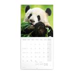 Nástěnný poznámkový kalendář 2022 Pandy