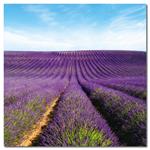 Nástěnný poznámkový kalendář 2023 Provence - voňavý
