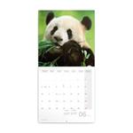Nástěnný poznámkový kalendář 2024 Pandy