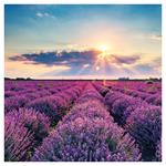 Nástěnný poznámkový kalendář 2026 Provence