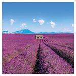 Nástěnný poznámkový kalendář 2026 Provence
