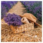 Nástěnný poznámkový kalendář 2026 Provence