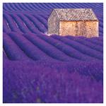 Nástěnný poznámkový kalendář 2026 Provence