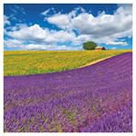 Nástěnný poznámkový kalendář 2026 Provence