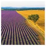 Nástěnný poznámkový kalendář 2026 Provence