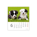 Stolní kalendář 2022 - Mini Puppies