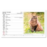 Stolní kalendář 2023 - Kočky/Mačky