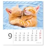 Stolní kalendář 2023 - Mini Kittens