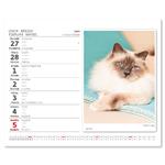 Stolní kalendář 2023 MiniMax - Kočičky/Mačičky